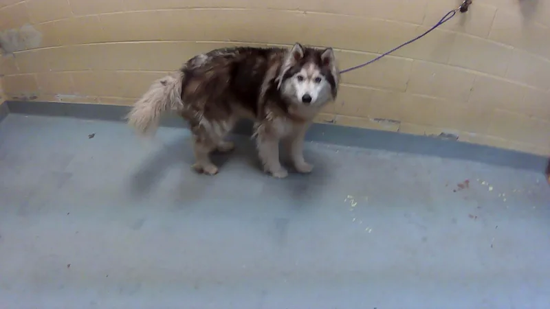 A young large-sized male Alaskan Malamute dog named Boogy for adoption in Tulsa, OK