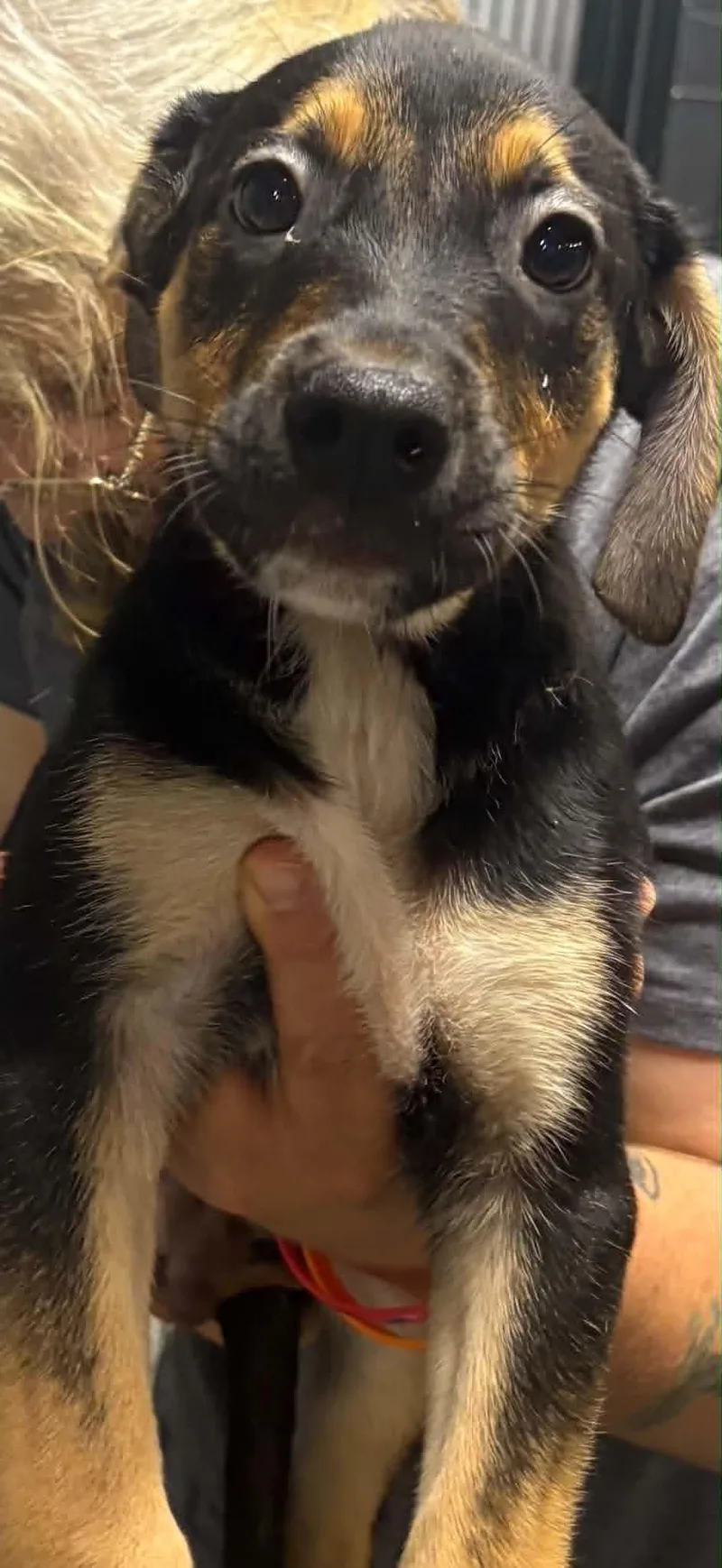 A baby medium-sized male Tricolor (Brown, Black, & White) German Shepherd Dog dog named Weaver for adoption in Clairton, PA