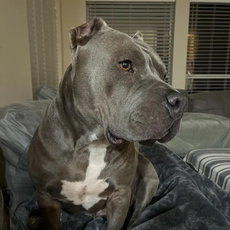 An adult large-sized male Gray / Blue / Silver Pit Bull Terrier dog named Odin for adoption in Dallas, TX