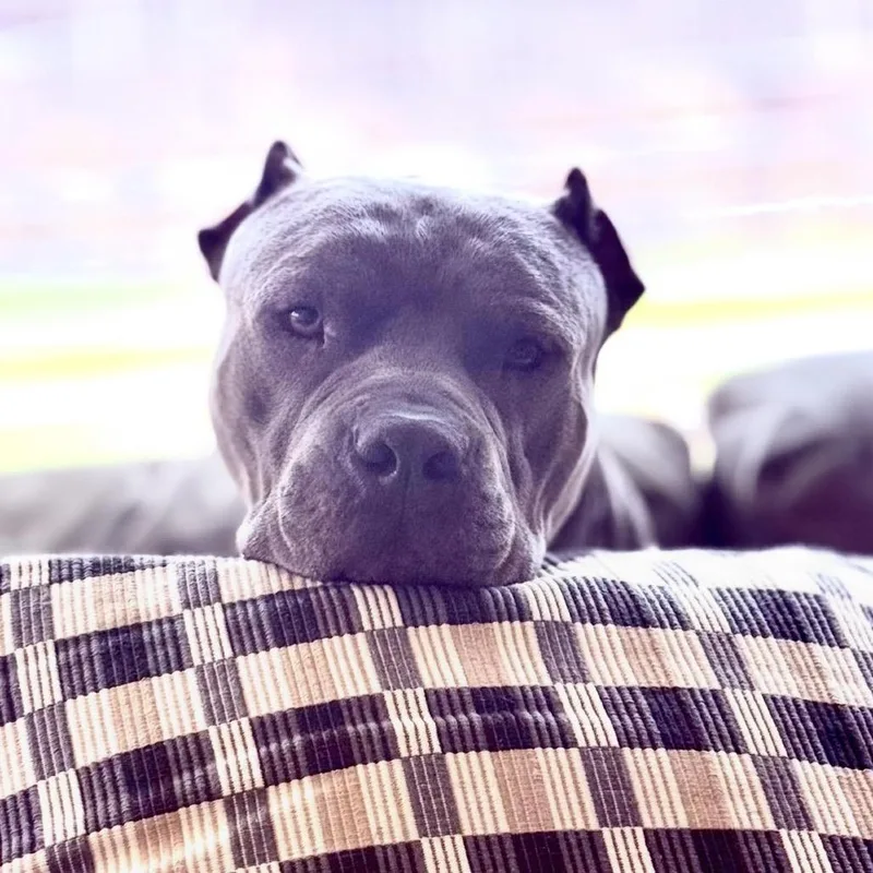 Odin thumbnail 4