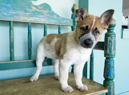 A baby small-sized female German Shepherd Dog dog named Tamera for adoption in San Antonio, TX