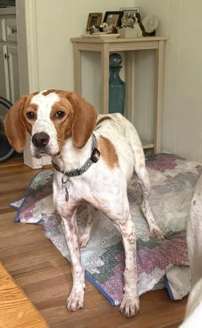 A young medium-sized female English Pointer dog named Jenna for adoption in Marion, MA