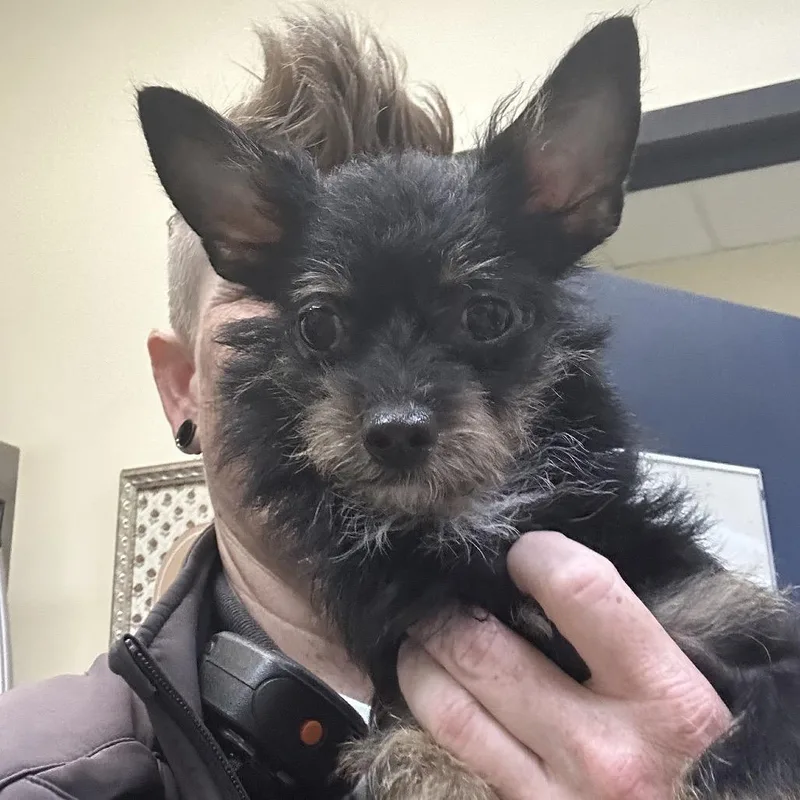 A young small-sized female Yorkshire Terrier dog named Millie for adoption in Galveston, TX