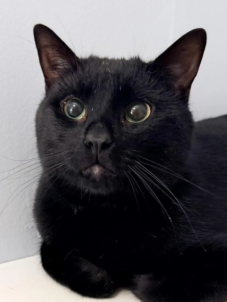An adult medium-sized male Black Domestic Short Hair cat named Trouble for adoption in Seven Valleys, PA