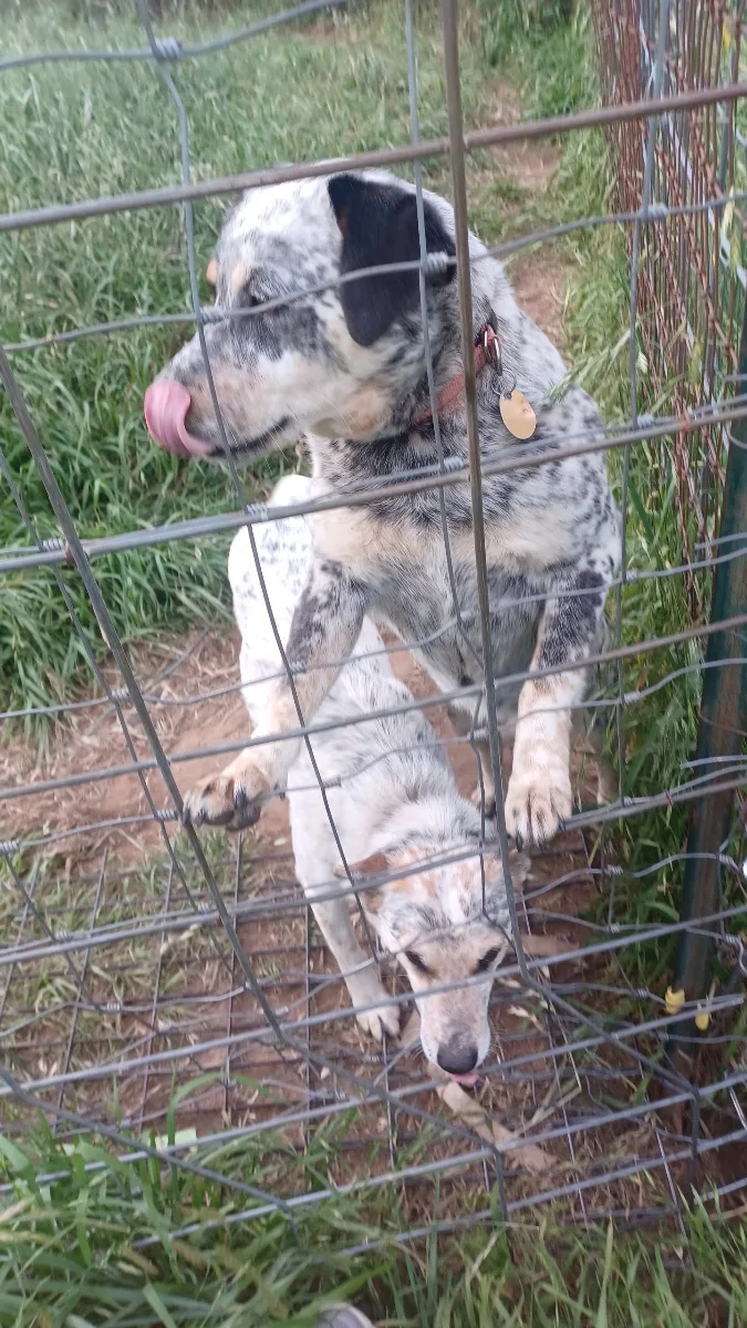 Momma And Dessie thumbnail 2