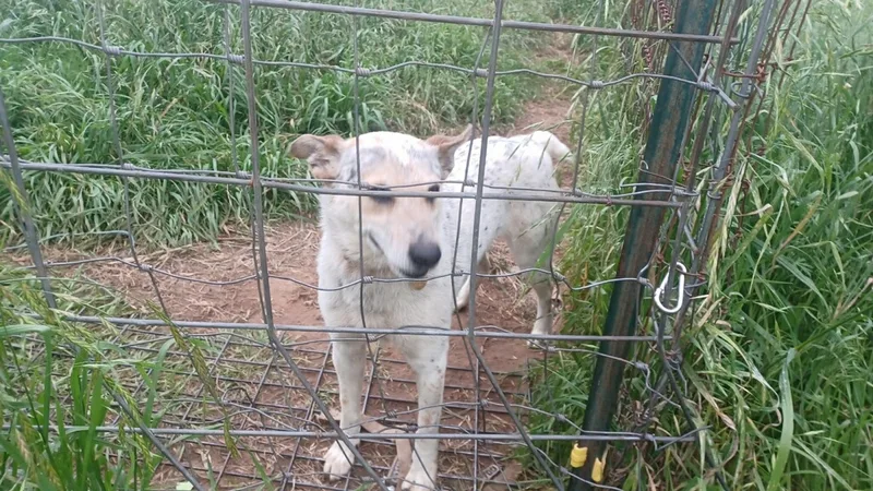 Momma And Dessie thumbnail 3