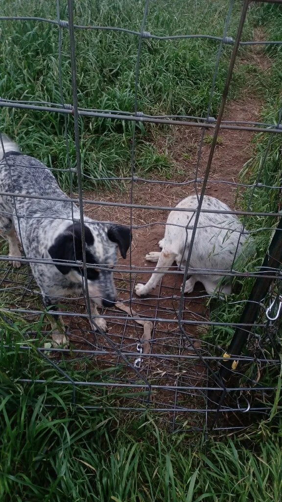 Momma And Dessie thumbnail 4