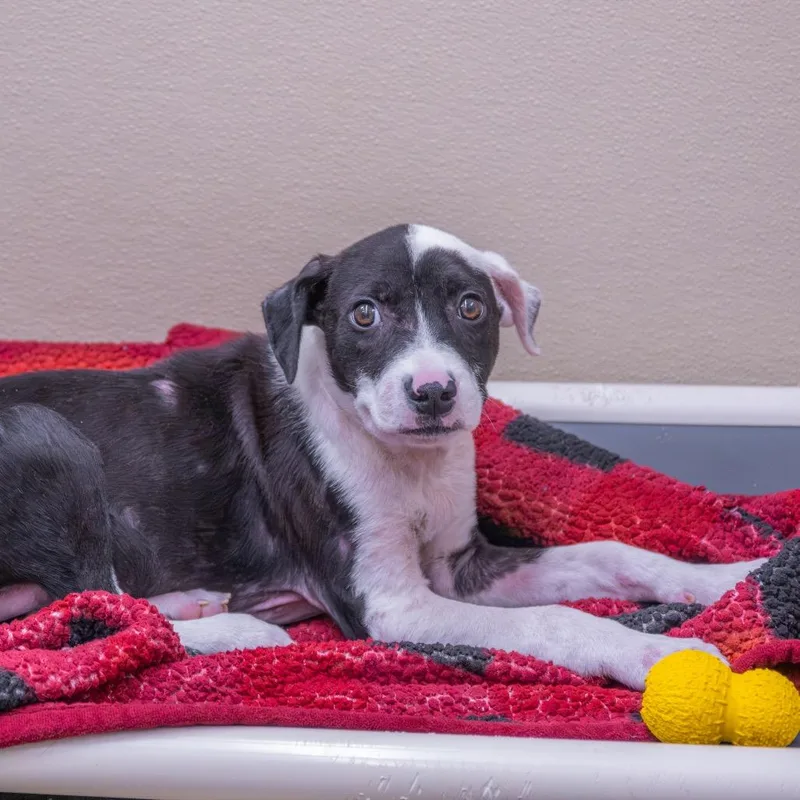 A baby small-sized male Black Pit Bull Terrier dog named HeMan for adoption in Albuquerque, NM
