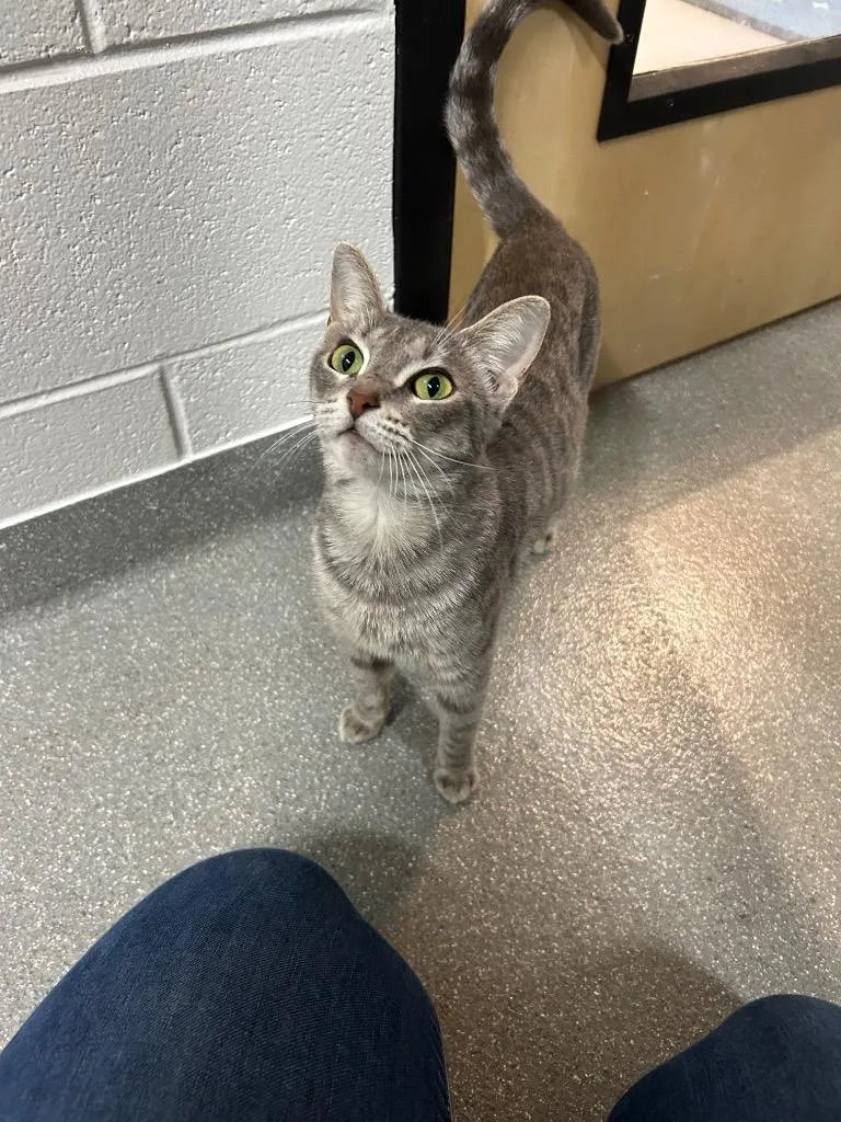 An adult small-sized female Domestic Short Hair cat named Dapper for adoption in East Ridge, TN