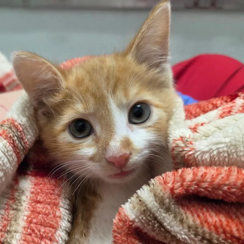 A baby small-sized male Brown / Chocolate Domestic Short Hair cat named Chai for adoption in Chattanooga, TN
