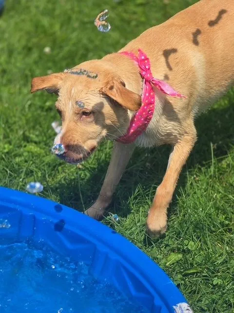 Biscotti In Prison Program thumbnail 2