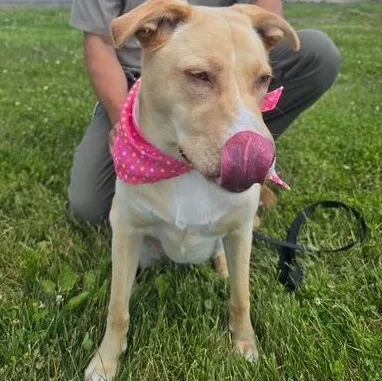 Biscotti In Prison Program