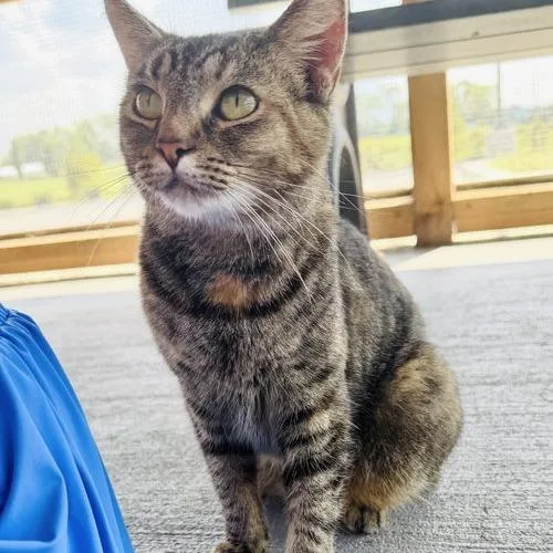 An adult small-sized female Torbie Domestic Short Hair cat named Athena for adoption in Georgetown, KY