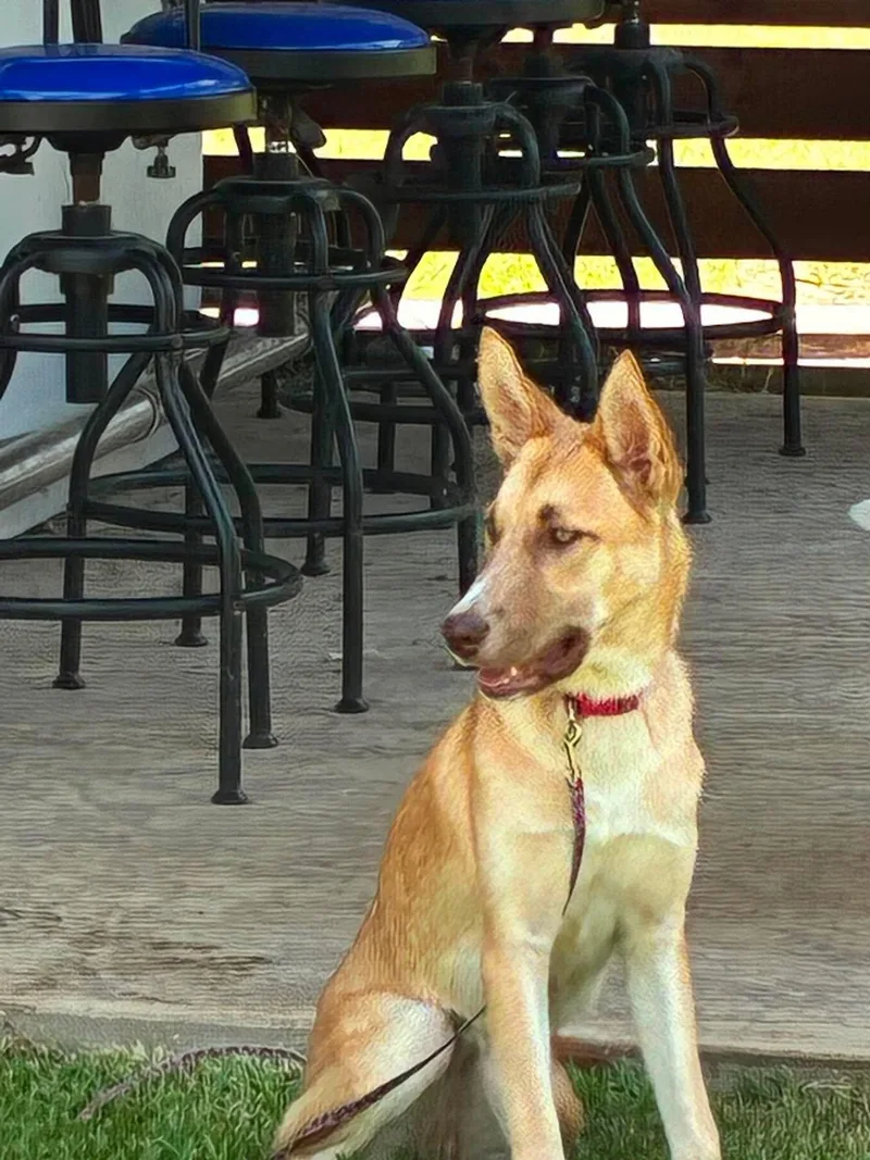 A young large-sized male Belgian Shepherd / Malinois dog named Shirley for adoption in Sugar Land, TX