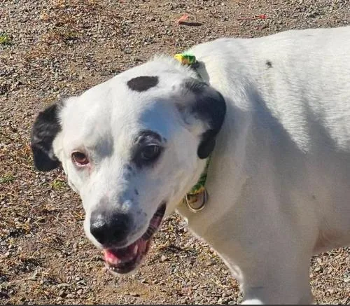 An adult medium-sized female White / Cream Mixed Breed dog named Libby Lou for adoption in Albany, NY