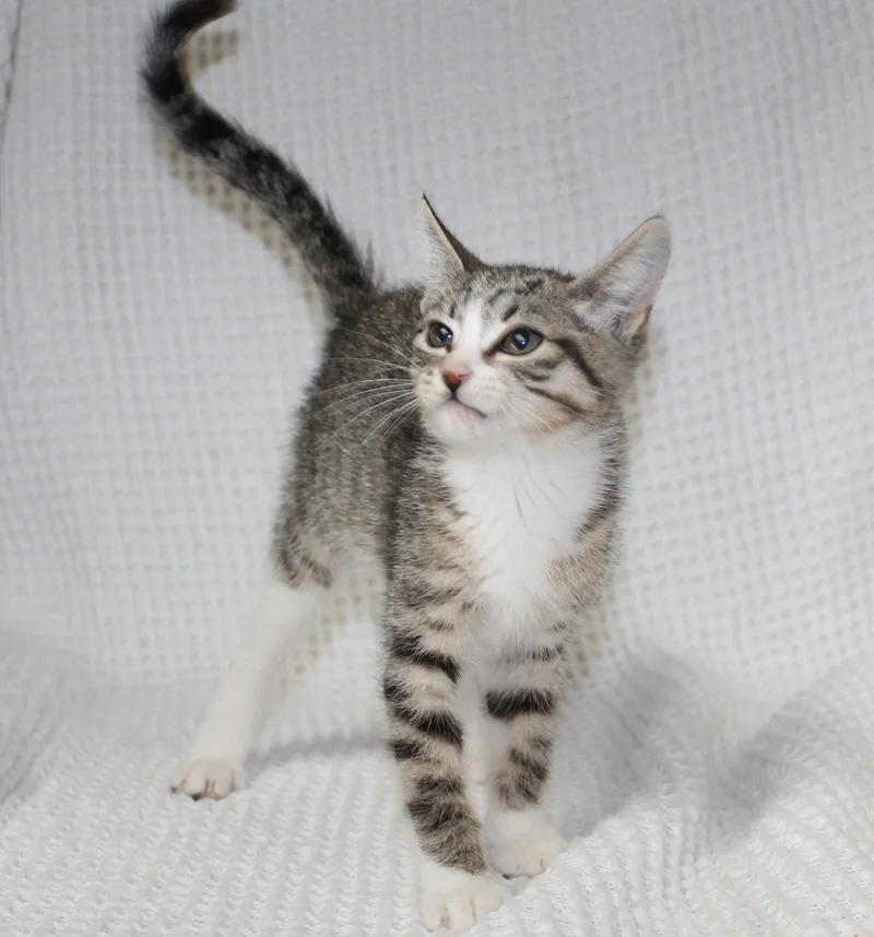 A baby medium-sized female Domestic Short Hair cat named Kiki for adoption in Prattville, AL