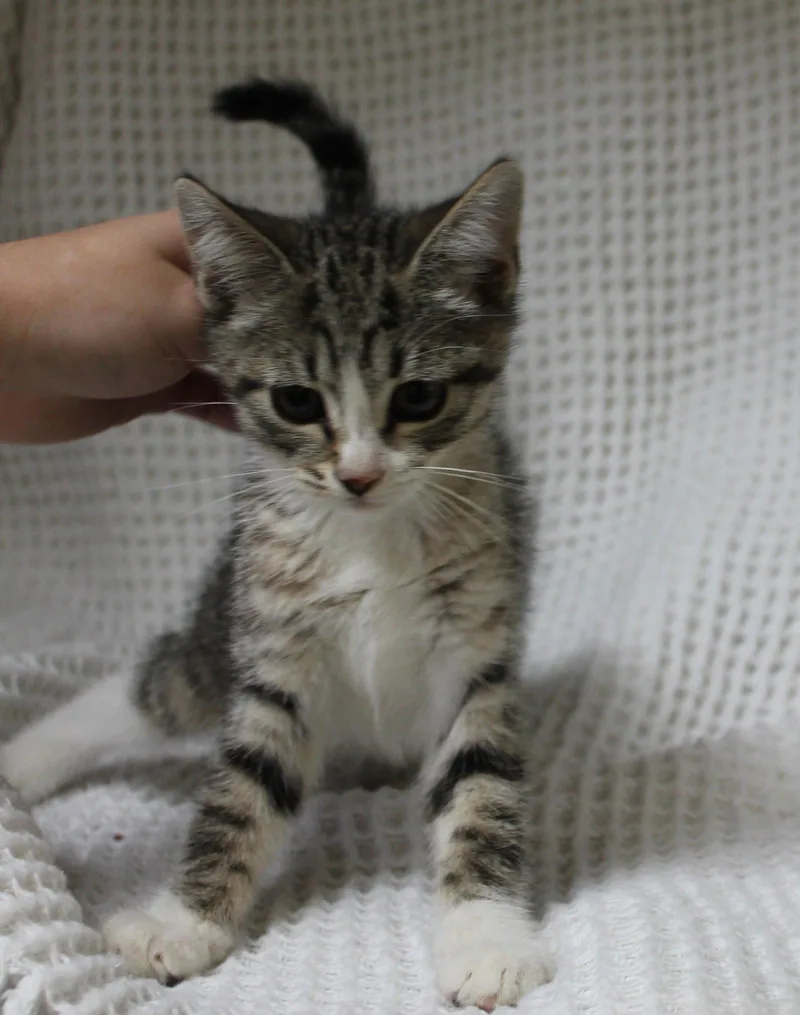 Kiki thumbnail 3