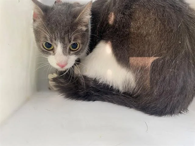 An adult medium-sized male Domestic Medium Hair cat named Woody for adoption in Garland, TX