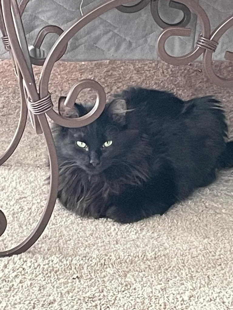 A young small-sized male Domestic Medium Hair cat named Edison for adoption in Ballwin, MO