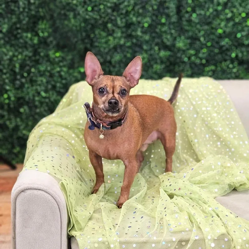 A senior small-sized male Chihuahua dog named Chewie for adoption in East Saint Louis, IL