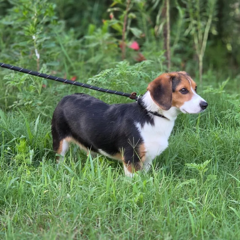 A young small-sized female Brown / Chocolate Beagle dog named Snowball for adoption in Chesapeake, VA