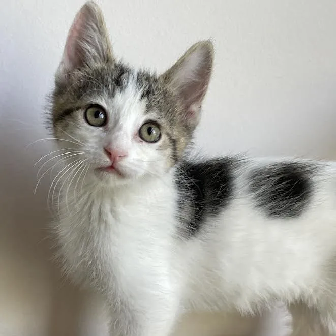 A baby small-sized female Brown / Chocolate Domestic Short Hair cat named La Floof for adoption in South Elgin, IL