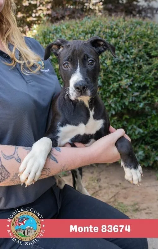 A young medium-sized male Black Pit Bull Terrier dog named Monte for adoption in Mobile, AL