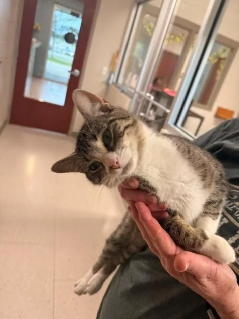 An adult medium-sized female Tabby (Buff / Tan / Fawn) Domestic Short Hair cat named Mary Poppins for adoption in Fayetteville, AR