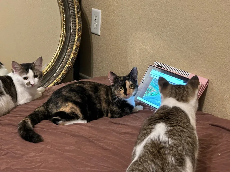 Clementine thumbnail 2