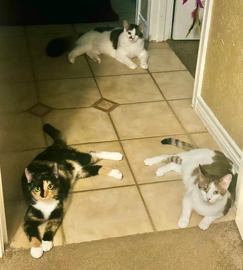 Clementine thumbnail 5