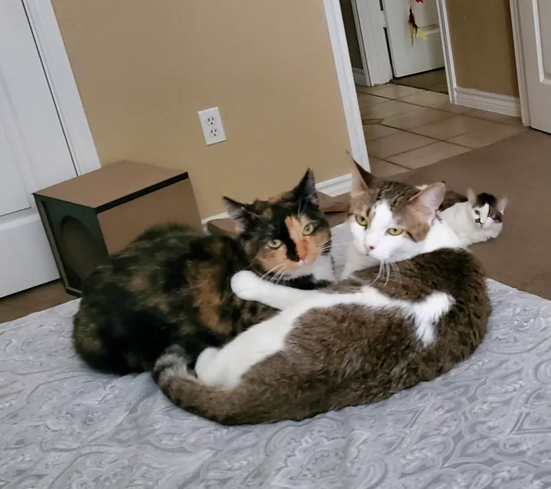 Clementine thumbnail 6