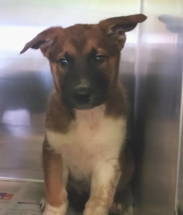 A young small-sized male German Shepherd Dog dog named Jake for adoption in Los Angeles, CA