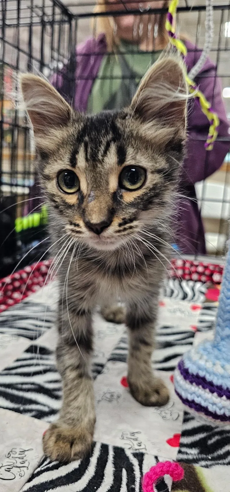 A baby medium-sized male Tabby (Brown / Chocolate) Domestic Short Hair cat named Nightlight for adoption in Battle Creek, MI