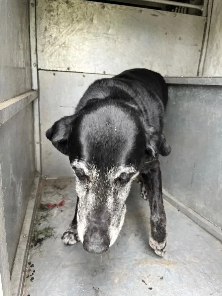 A senior medium-sized male Labrador Retriever dog named Lake for adoption in Benton, AR