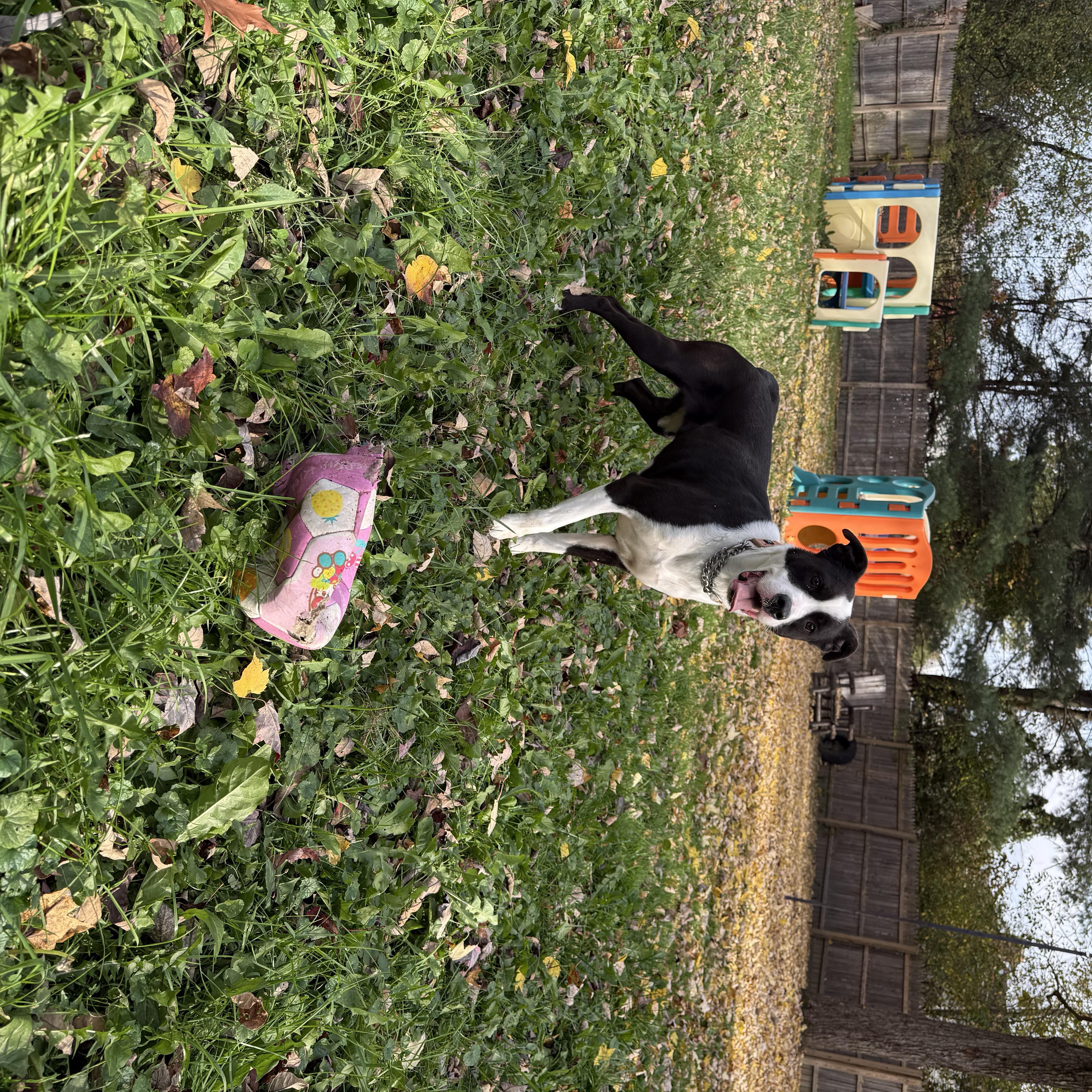 An adult medium-sized female Black Mixed Breed dog named Rosie for adoption in Middlefield, OH