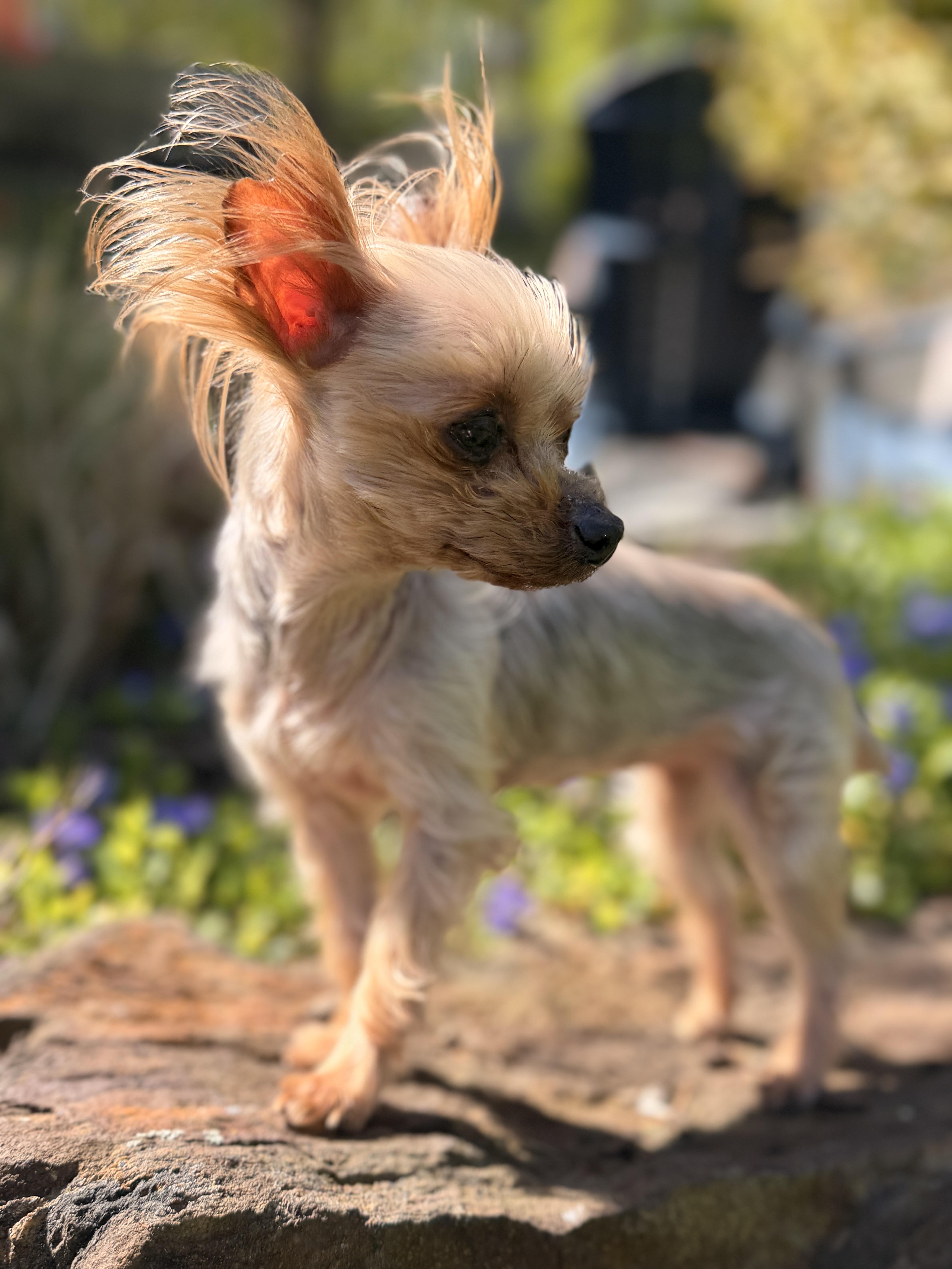 Ella