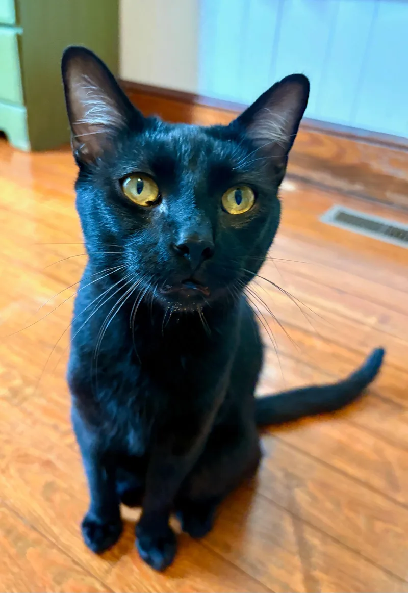 Figgy