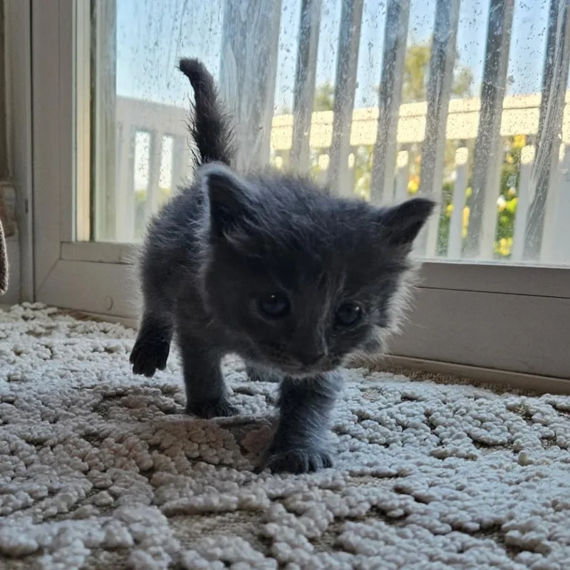 A baby small-sized male Domestic Long Hair cat named Chandler for adoption in Ashland, OR