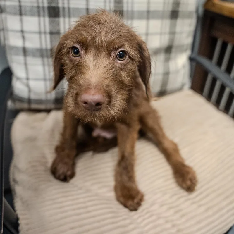 A baby small-sized male Brown / Chocolate Wirehaired Dachshund dog named Jinu for adoption in Pawling, NY