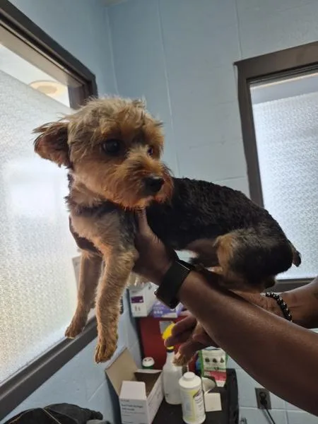 A young small-sized male Yorkshire Terrier dog named Pen Kobe for adoption in Lawrenceville, GA