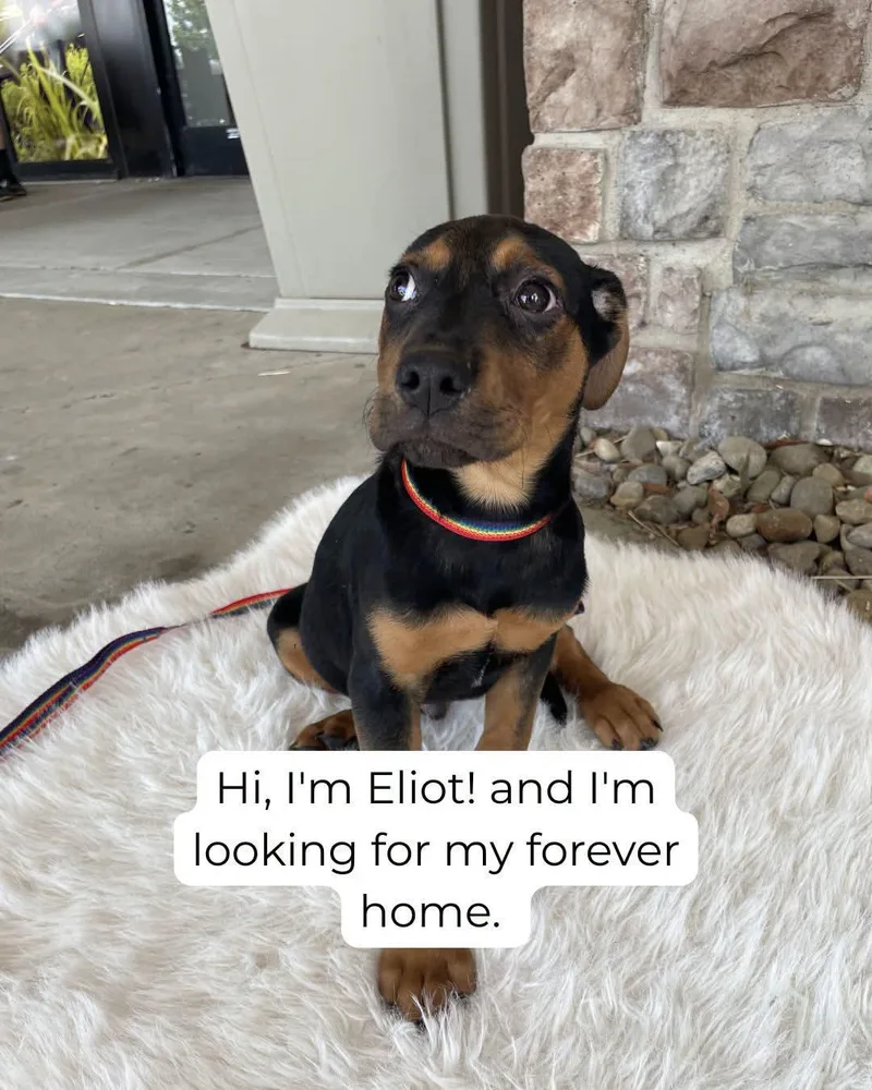 Eliot thumbnail 3