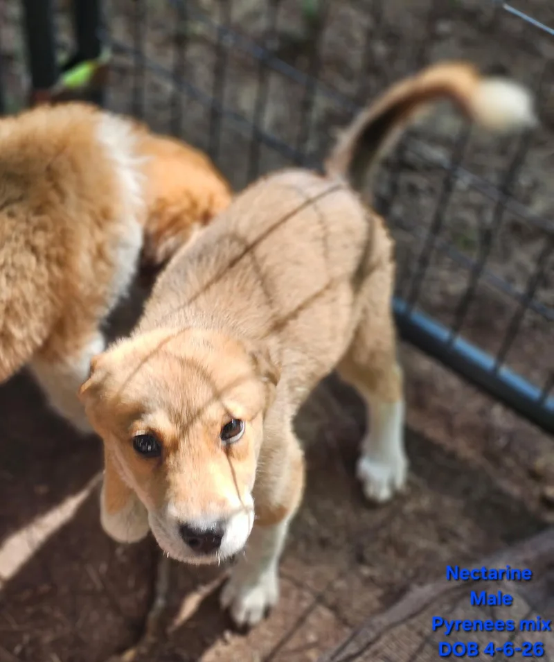 A baby medium-sized male Apricot / Beige Great Pyrenees dog named Nectarine for adoption in Newfoundland, NJ
