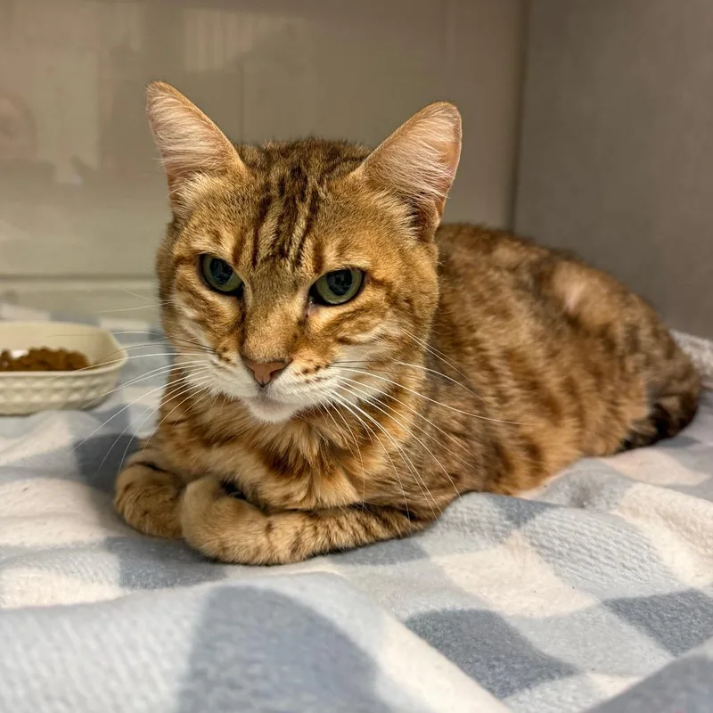 An adult medium-sized female Brown / Chocolate Domestic Short Hair cat named Spice for adoption in Fairport, NY