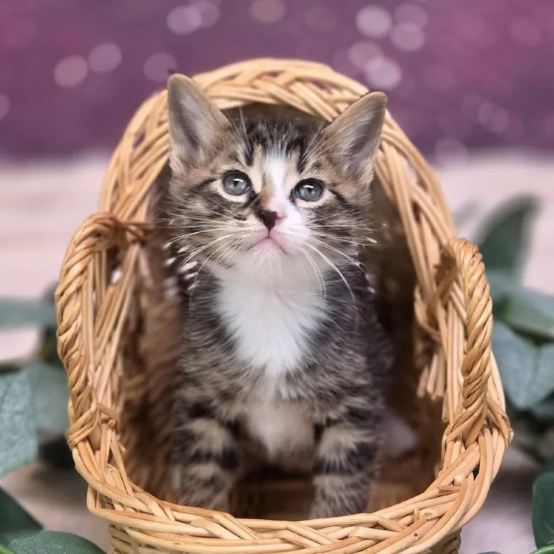 A baby small-sized male Brown / Chocolate Domestic Short Hair cat named PappardelleC for adoption in East Saint Louis, IL