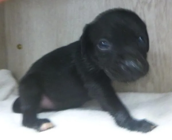 A baby small-sized female Labrador Retriever dog named Chunk for adoption in Lafayette, LA