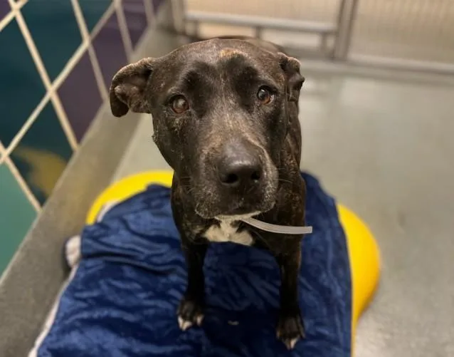 An adult medium-sized female Staffordshire Bull Terrier dog named Prima for adoption in Houston, TX