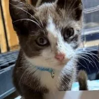 A baby small-sized male Black Domestic Short Hair cat named Jack for adoption in Coralville, IA