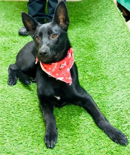 Izla