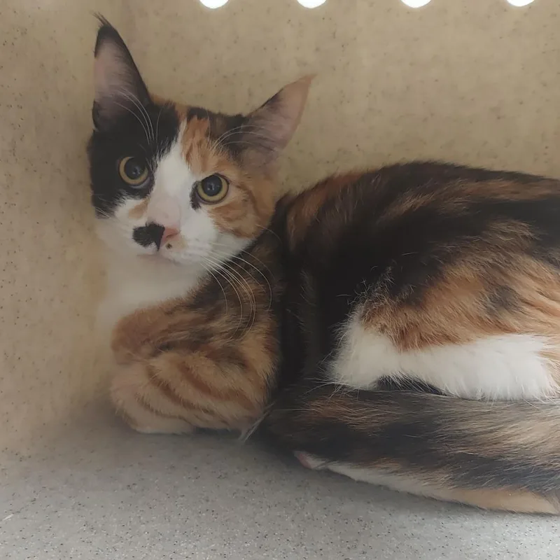 A young medium-sized female Black Domestic Short Hair cat named Louisa for adoption in Reno, NV