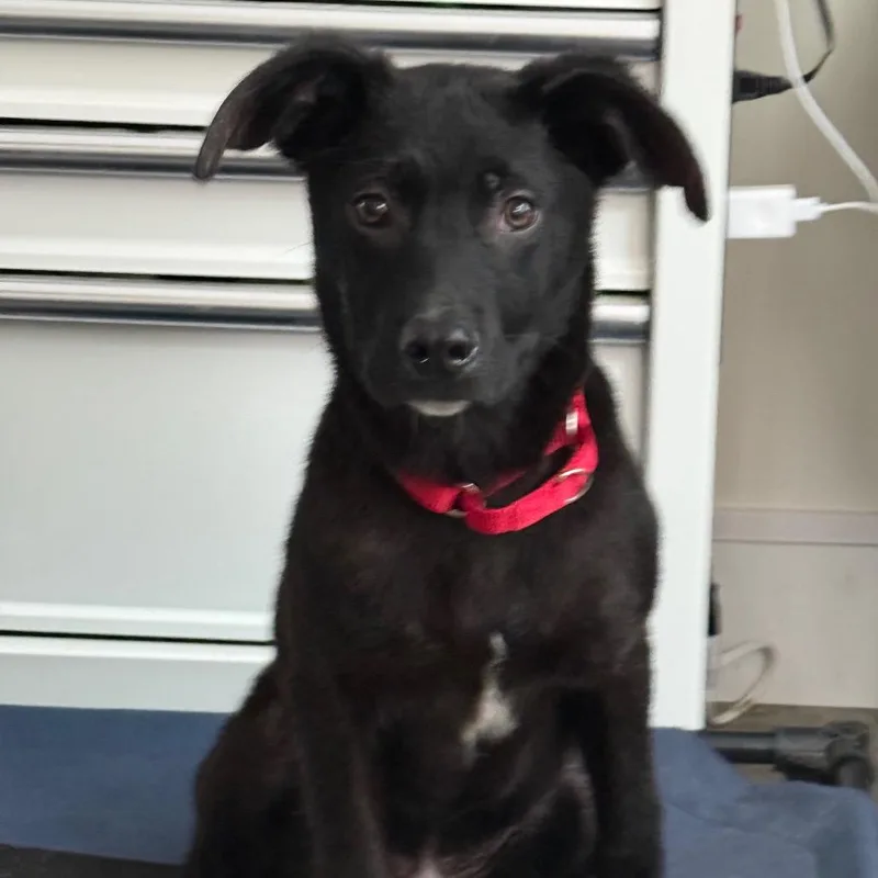 A young medium-sized male Black Mixed Breed dog named Theodore for adoption in Southside, TN